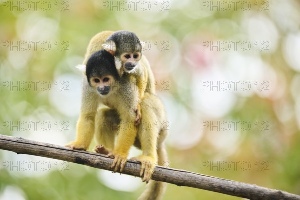 Common squirrel monkey (Saimiri sciureus) mother with her youngster, captive, distribution South