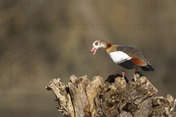 Egyptian goose (Alopochen aegyptiaca) adult bird calling on a tree stump, Suffolk, England, United