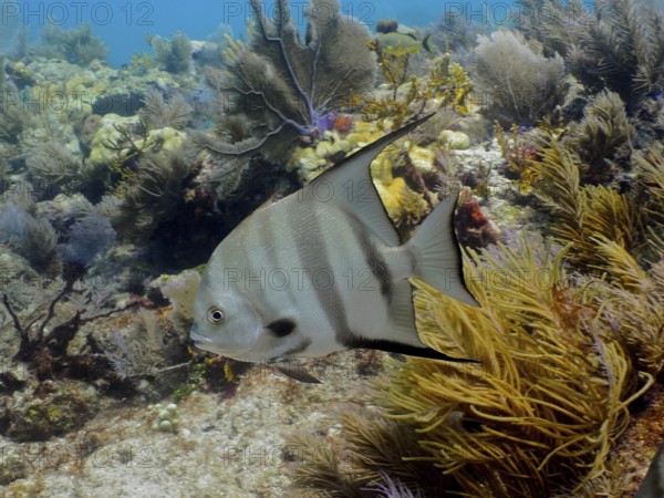 Atlantic spadefish (Chaetodipterus faber) in a typical Caribbean reef landscape. Dive site John