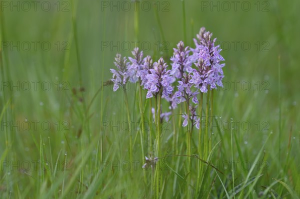 Moorland spotted orchid (Dactylorhiza maculata), flowering wild orchid, Lower Rhine, North