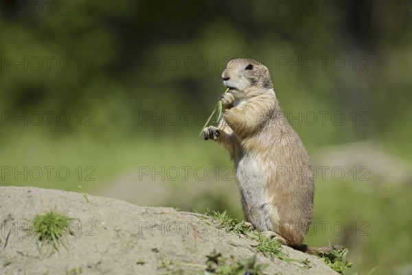 Black-tailed prairie dog (Cynomys ludovicianus) foraging, captive, occurring in North America