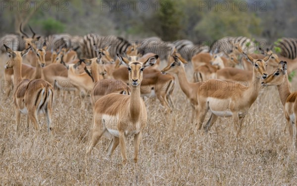 Herd of impala (Aepyceros melampus) in tall grass, black heeler antelope, Kruger National Park,
