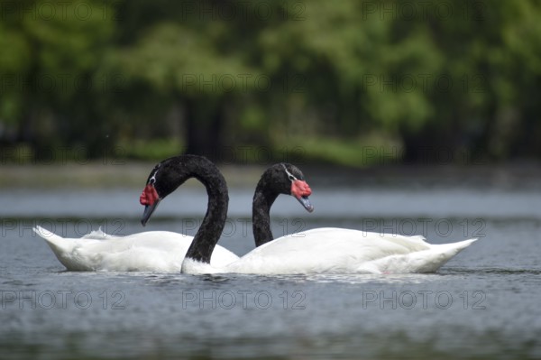 A pair of Black-necked swans (Cygnus melancoryphus) on a lake in a park in Buenos Aires, Argentina,