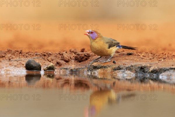 Garnet deer (Granatina granatina), adult, female, drinking, at the water, Kruger National Park,
