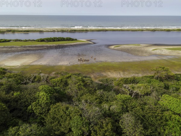Red buffalo or forest buffalo (Syncerus nanus) on a beach in Loango National Park, Parc National de