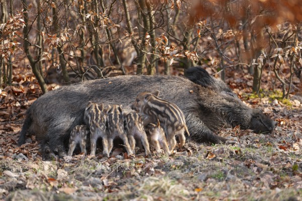 Wild boar, wild boar (Sus scrofa), a female lies on the ground and suckles young boars in the