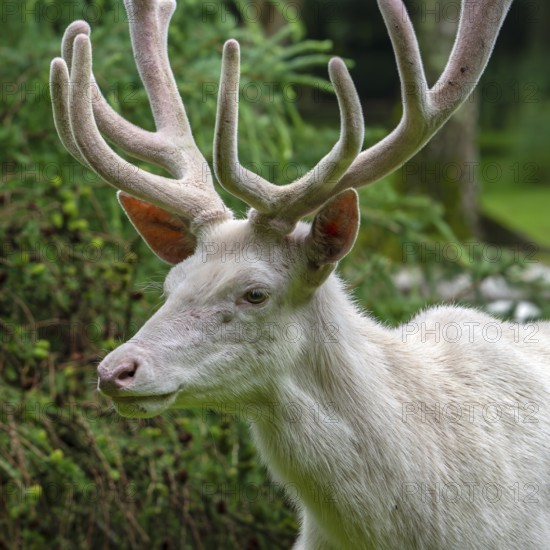Leucistic red deer (Cervus elaphus) stag, white morph at forest edge with antlers covered in velvet