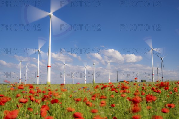 Wind farm, field with flower strips, insect-friendly border of fields with mixed flowers, poppies,