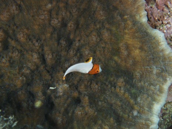 Small orange and white fish, spotted parrotfish (Cetoscarus ocellatus) juvenile, over a plate