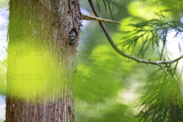 Great spotted woodpecker (Dendrocopos major), begging almost fledged young bird looking out of its
