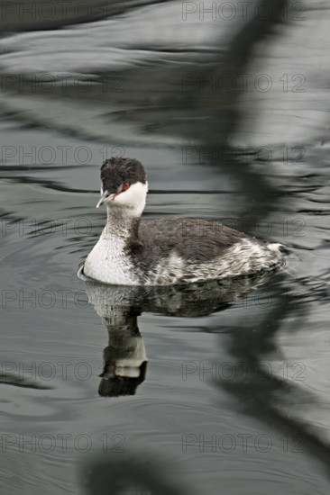 Slavonian Grebe (Podiceps auritus), adult, in adult plumage, winter plumage, swimming in Lake Zug,