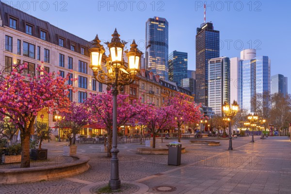 The ornamental cherries on Opernplatz in Frankfurt am Main, near the Alte Oper, are in full bloom