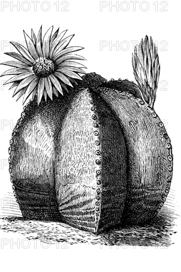 Cactus, Astrophytum myriostigma, with flower, illustration from 1890, historical, digital