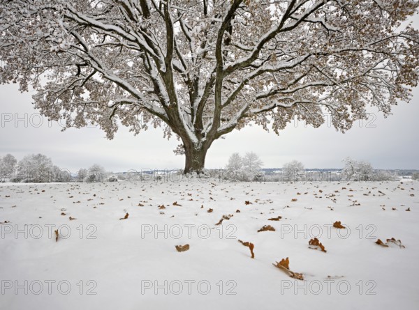 English oak (Quercus robur), with autumn-coloured leaves in the snow, Birri, Freiamt, Canton