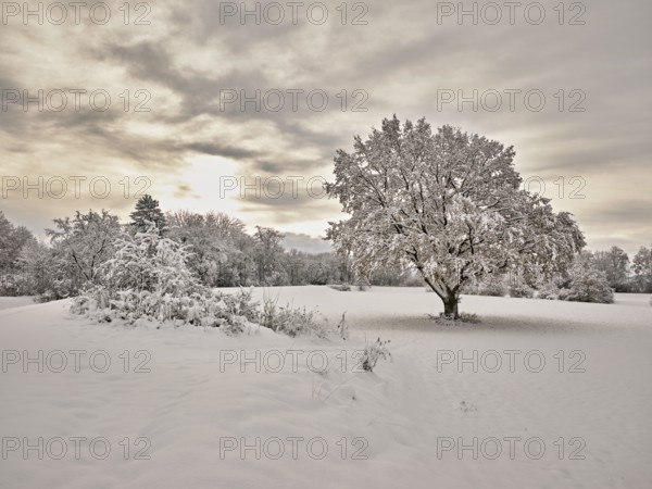 English oak (Quercus robur), with autumn-coloured leaves in the snow, Birri, Freiamt, Canton