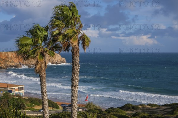 Sagres, Algarve, Portugal - Palm trees on the town beach Praia da Mareta, with the Ponta da Atalaia