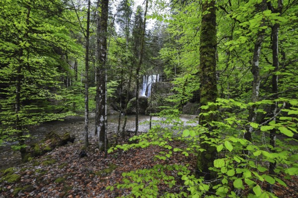Waterfall at the Steigbach in the Steigbachtobel near Immenstadt in Oberallgäu, Bavaria, Germany,