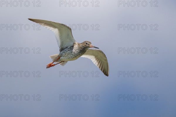 Common redshank (Tringa totanus) in flight, Hallig Hooge, Wadden Sea, Schleswig-Holstein, Germany,