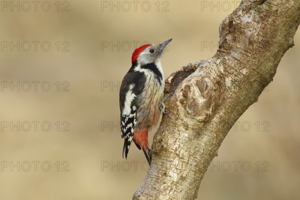 Middle spotted woodpecker (Dendrocopos medius) sitting at a water pot in a tree trunk, Animals,