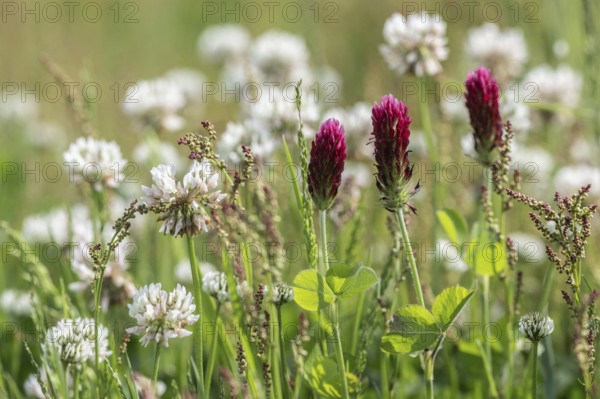 Incarnate clover (Trifolium incarnatum) and white clover (Trifolium repens), Emsland, Lower Saxony,