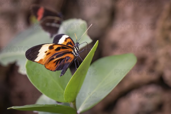 Ithomiine butterfly (Melinaea satevis) resting on a green leaf, Butterfly House, Botanical Garden