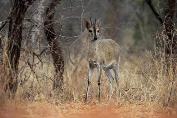 Crowned duiker (Sylvicapra grimmia), adult, male, foraging, Kruger National Park, Kruger National