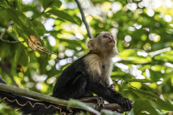 White-headed capuchin (Cebus imitator) in a tree, Cahuita National Park, Costa Rica, Central