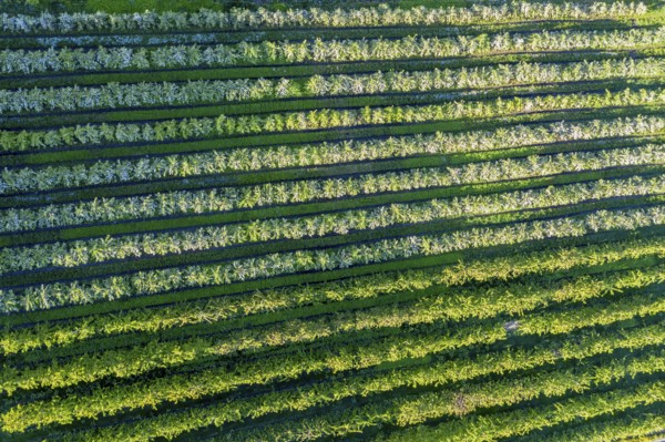 Apple farm near Lofthus at the Sörfjord, a branch of the Hardangerfjord, blomstering in May, drone