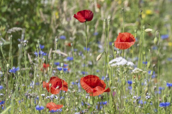 Flower meadow with poppy flower (Papaver rhoeas) and cornflowers (Centaurea cyanea), Emsland, Lower