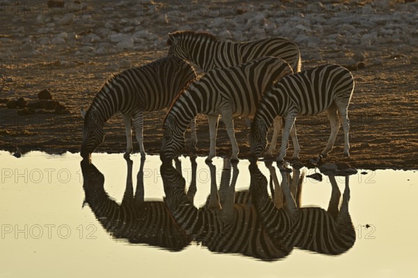 Herd of zebra, Burchell's zebra (Equus quagga burchellii) drinking at the water, waterhole, Etosha