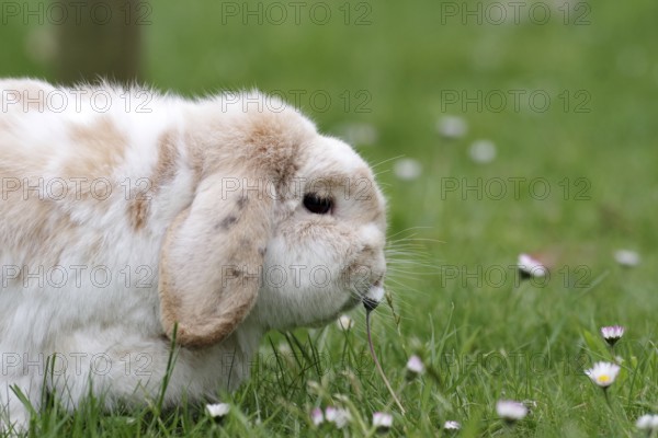 Rabbit (Oryctolagus cuniculus domestica), ram rabbit, portrait, daisy, close-up of a ram rabbit in