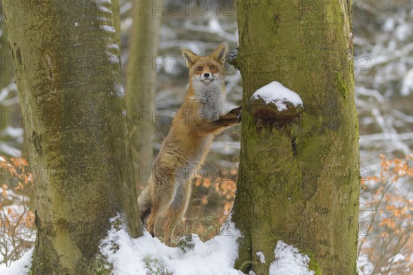 Red fox (Vulpes vulpes), with a bushy tail standing on its hind legs against a tree in a snowy