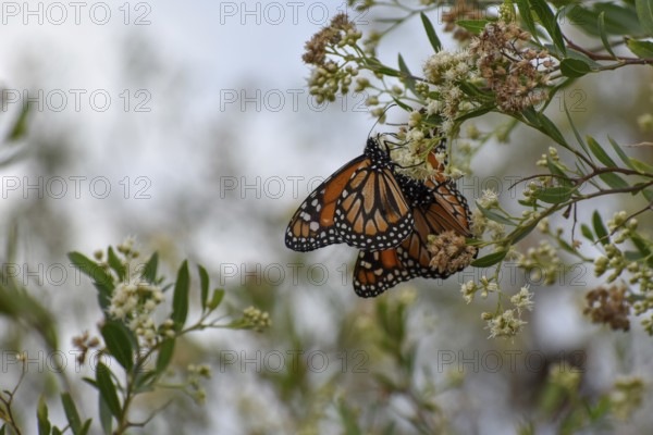 Several monarch butterflies (danaus erippus, the sister species of Danaus plexippus) on wildflower