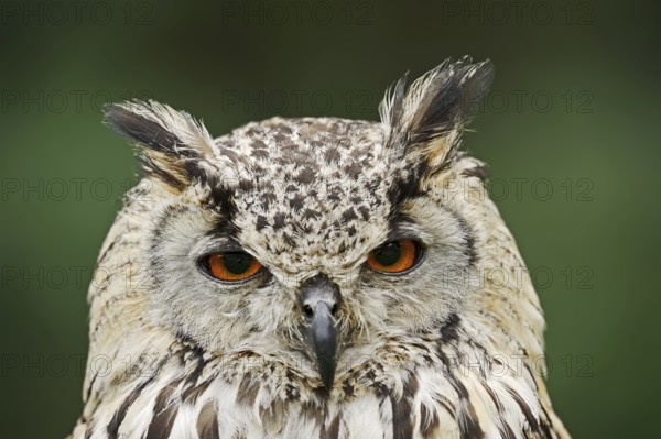 Bengal Eagle Owl or Indian Eagle Owl (Bubo bengalensis, Bubo bubo bengalensis), portrait, captive,