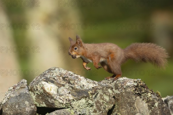 Red squirrel (Sciurus vulgaris) adult animal running on a dry stone wall with a nut in its mouth,