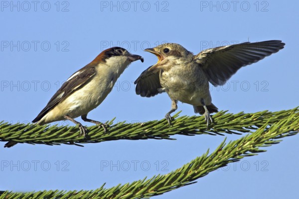 Red-backed shrike (Lanius collurio), female feeding young bird, Nahe valley, Hockenheim,