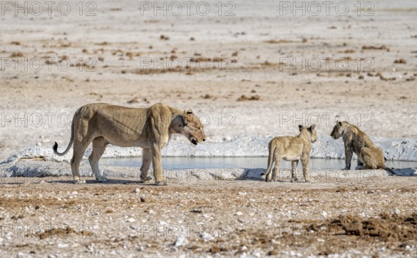 Lions (Panthera leo), mother and two cubs at the waterhole, Nebrowni waterhole, Etosha National