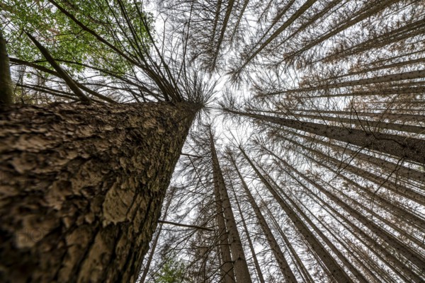 Forest dieback in the Arnsberg Forest nature park Park, over 70 per cent of the spruce trees are