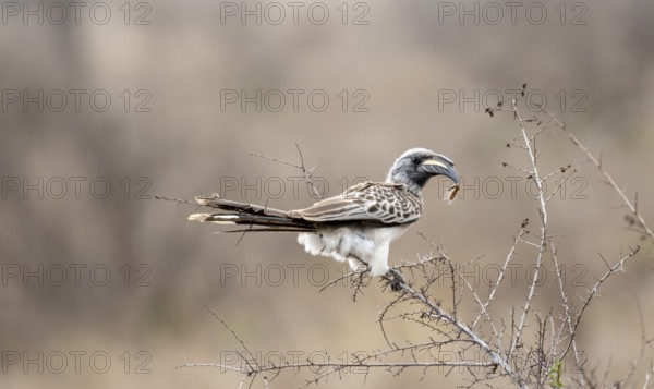 African grey hornbill (Tockus nasutus), adult male with caterpillar in beak, sitting in a bush,