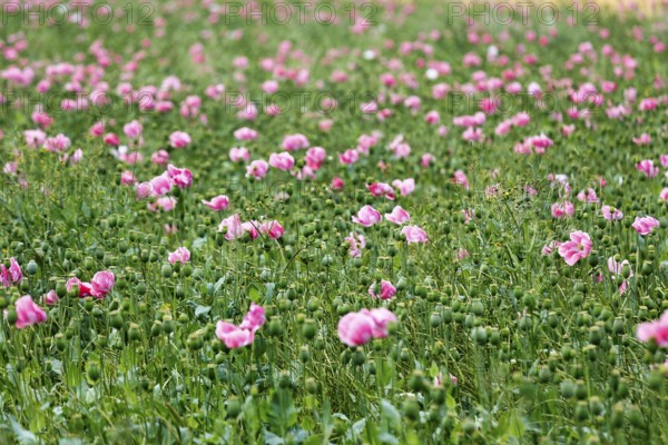 Opium poppy (Papaver somniferum), cultivation of edible poppy, poppy field, pink flowers and seed