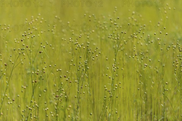 Linen as meadow planting, renewable raw materials, traditional, arable farming, agriculture,