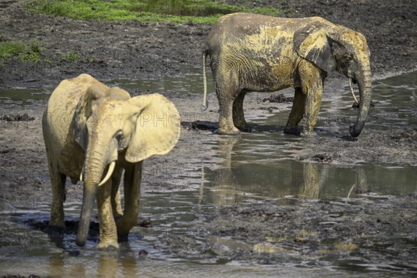 African forest elephants (Loxodonta cyclotis) in the Dzanga Bai forest clearing, Dzanga-Ndoki