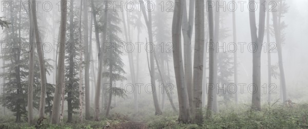 Panorama, Natural beech forest in the morning mist, near Freyburg (Unstrut), Saxony-Anhalt,