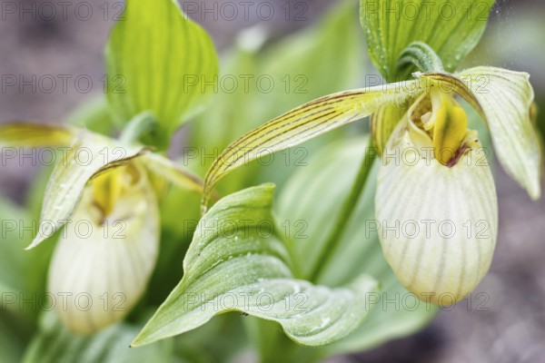 Beautiful orchids of different colors on green background in the garden. Lady's-slipper hybrids.