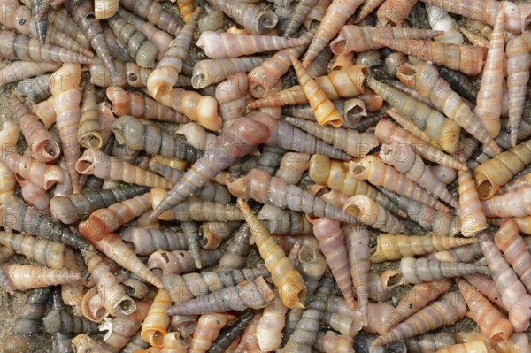 Common tower snail (Turritella communis) empty shells on the beach, Camargue, Provence, southern