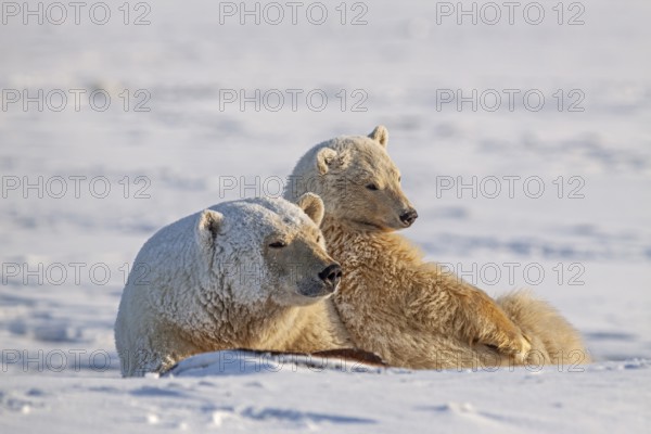 Polar bears (Ursus maritimus), polar bear mother and young in the snow, Kaktovik, Arctic National