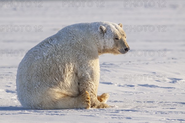 Polar bear (Ursus maritimus), sitting in the snow, sunny, Kaktovik, Arctic National Wildlife
