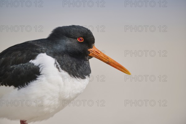 Eurasian oystercatcher (Haematopus ostralegus) portrait, on the beach, Düne, Helgoland,