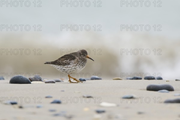 Purple sandpiper (Calidris maritima) on the beach, Düne, Helgoland, Schleswig-Holstein, Germany,