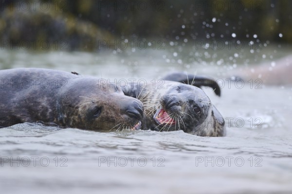 Grey seal (Halichoerus grypus) playing with each other in the water, sea, Düne, Helgoland,